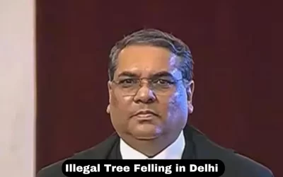 CJI steps aside in Delhi Ridge tree case