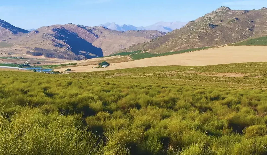 Explore-Rooibos-Magic-in-South-Africa’s-Mountains