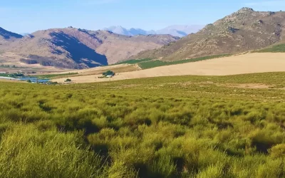 Explore Rooibos Magic in South Africa’s Mountains