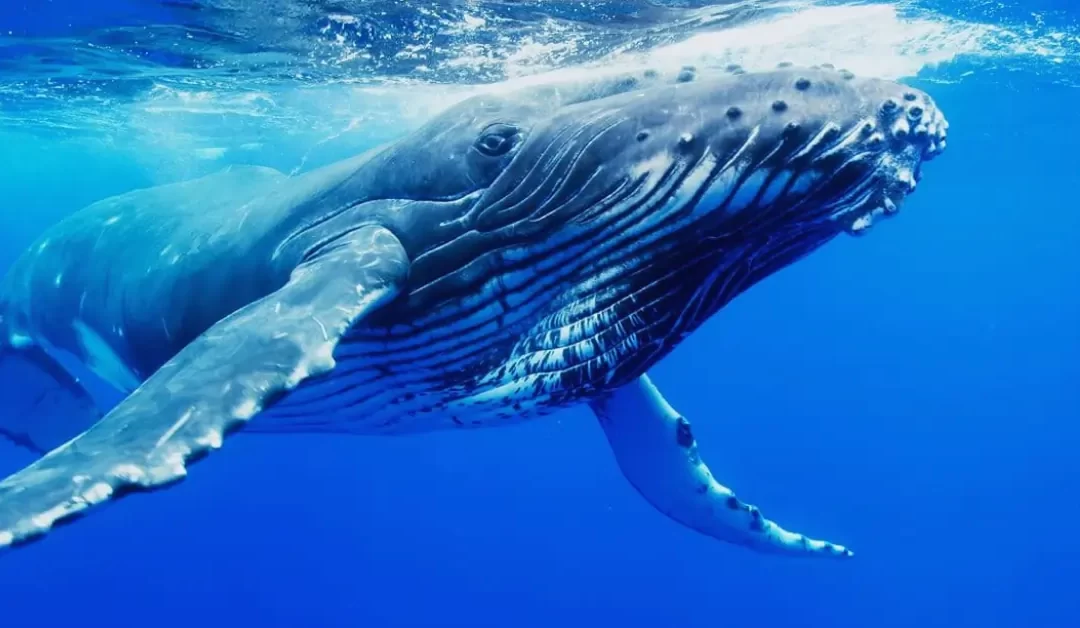 Humpback Highway: Whale Watching to the Great Barrier Reef