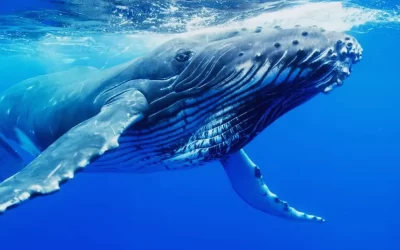 Humpback Highway: Whale Watching to the Great Barrier Reef