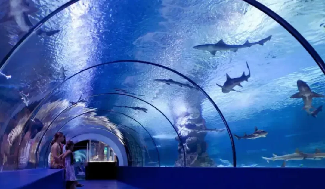 Fakieh-Aquarium: A-Must-Visit-Attraction-in-Jeddah