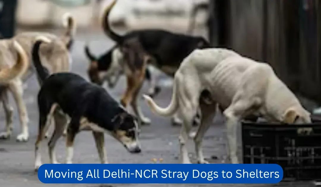 Court Orders Moving All Delhi-NCR Stray Dogs to Shelters