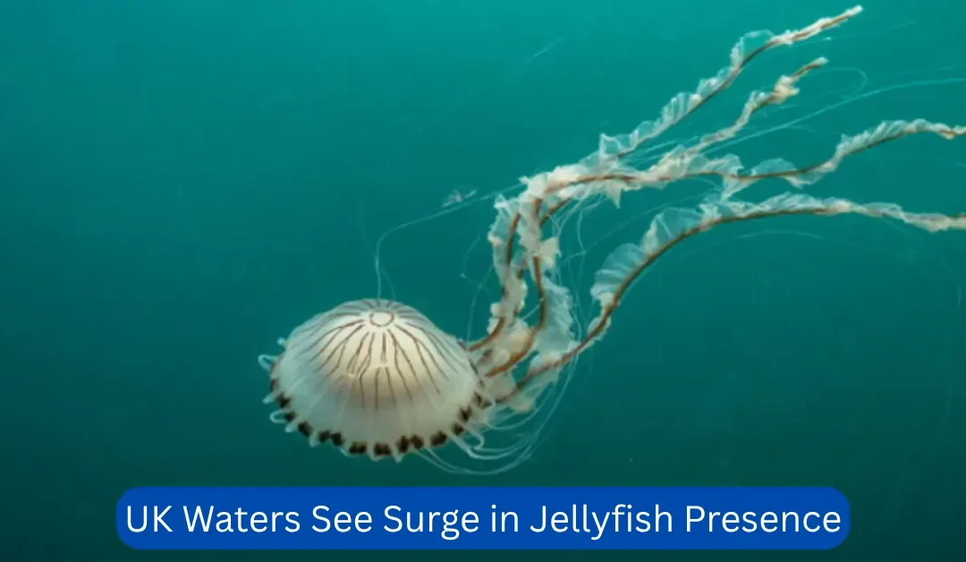 UK Waters See Surge in Jellyfish Presence
